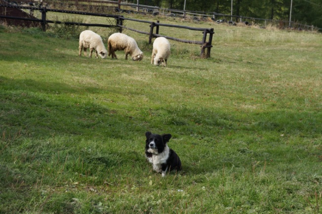 Border collie defending its flock of sheep