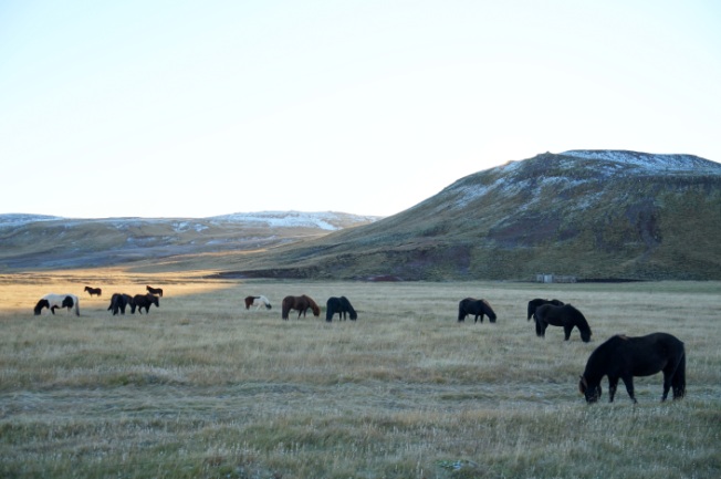Icelandic horses grazing peacefully